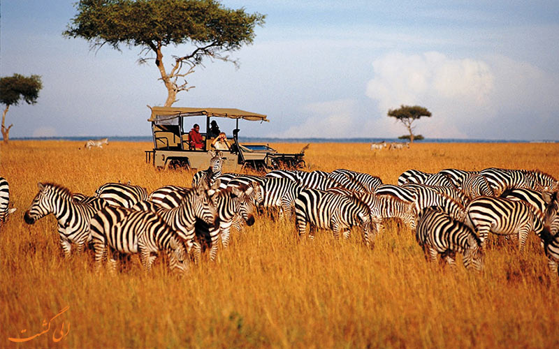 سافاری در تانزانیا-گردشگری ماجراجویانه