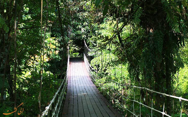 پیاده روی در پارک ملی تامان نگارا در مالزی-گردشگری ماجراجویانه