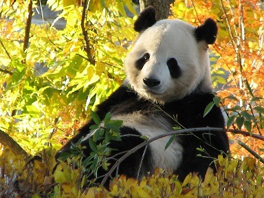 Giant Panda