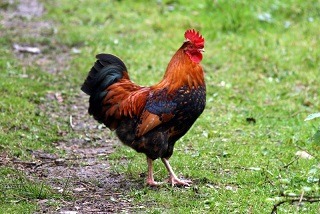 Oddest-national-animal_Gallic-Rooster