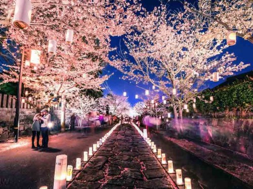 [عکس: cherry-blossom-lantern-festival-japan__880-500x374.jpg]