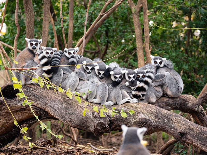 جنگل های ماداگاسکار
