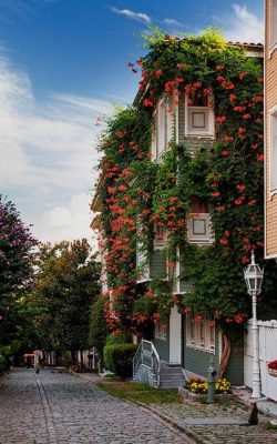 خانه ای پوشیده از گل