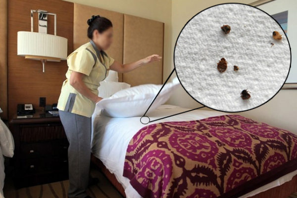 دوری از حشرات در هتل