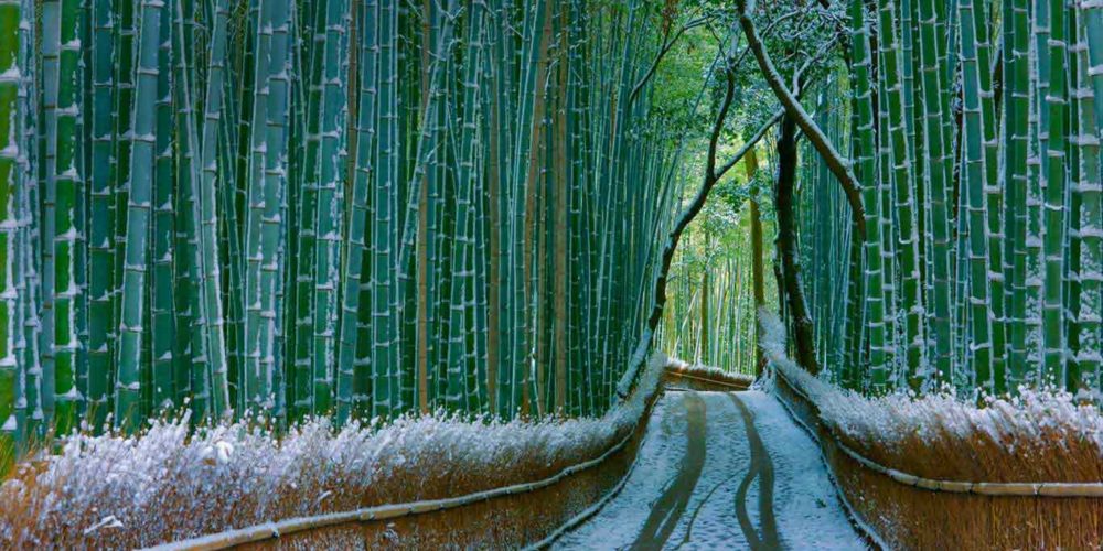 Sagano-Bamboo-Forest