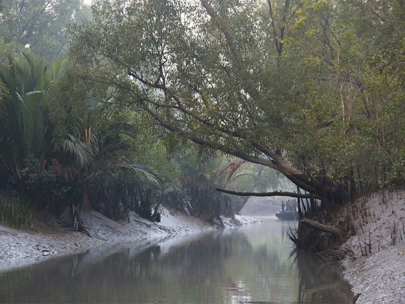 حیات وحش در هند