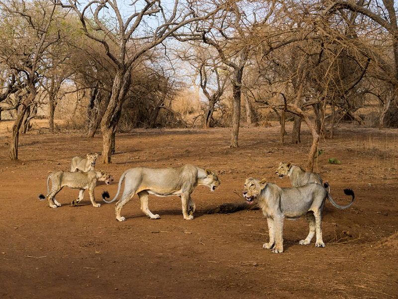 حیات وحش در هند