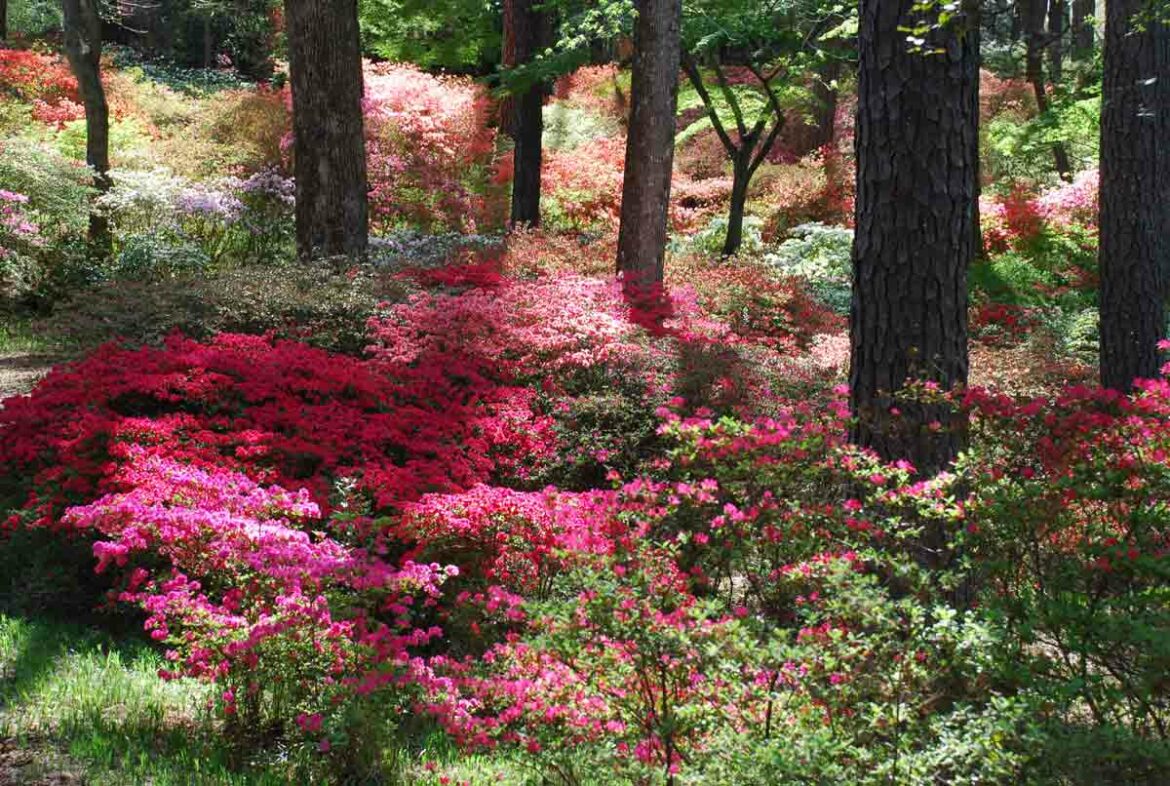 callaway-gardens