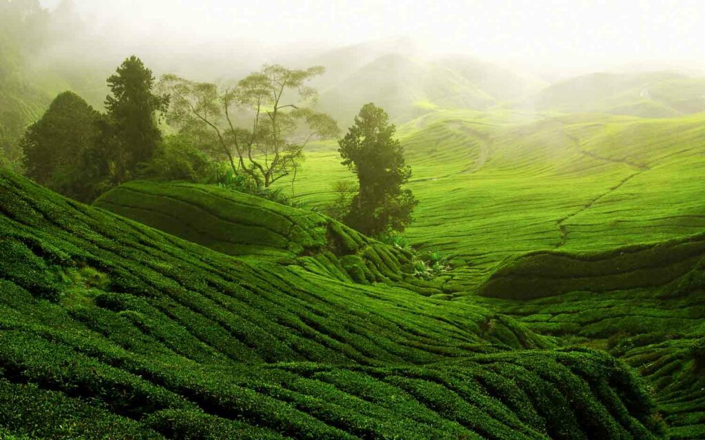 dagomys-tea-party-houses