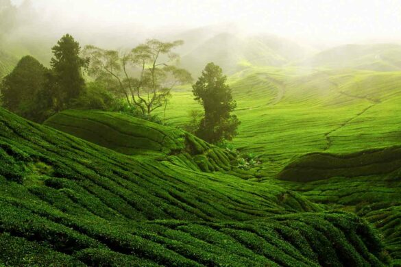 dagomys-tea-party-houses