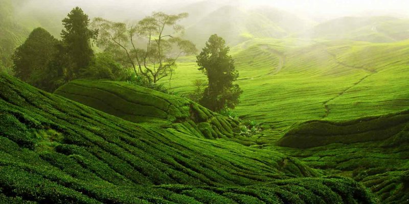 dagomys-tea-party-houses