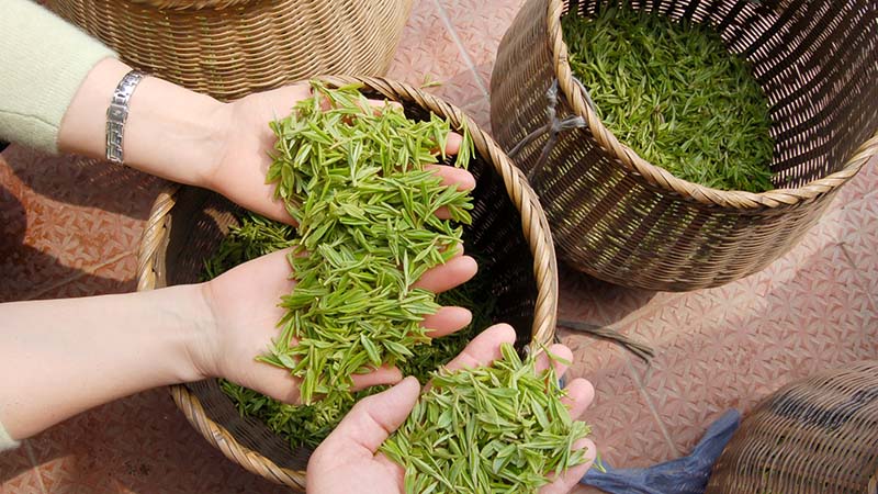 Green tea in china