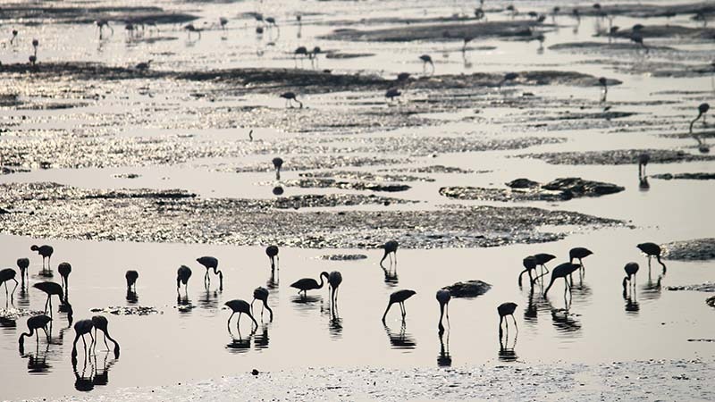 migrating bird dubai migrating bird dubai
