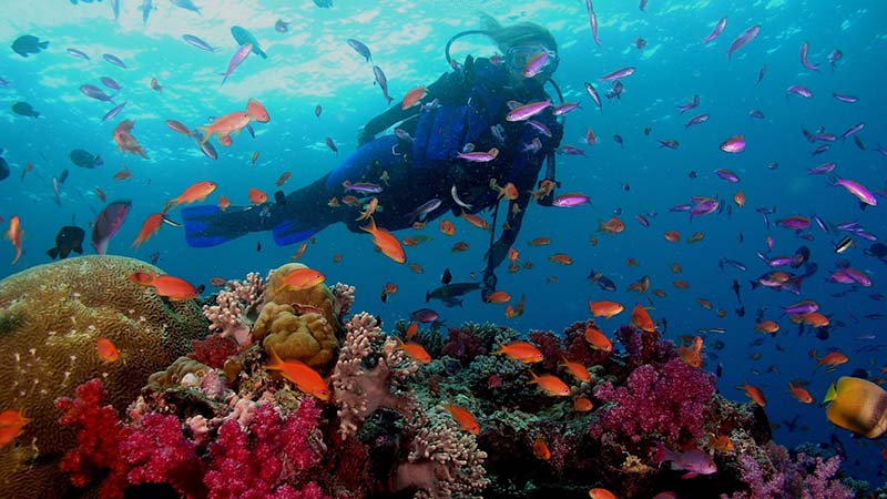 Travel to goa and diving