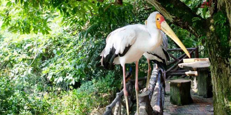 white-stork-in-kuala-lumpur-bird-park