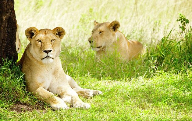 africa-best-game-reserves-maasai-mara