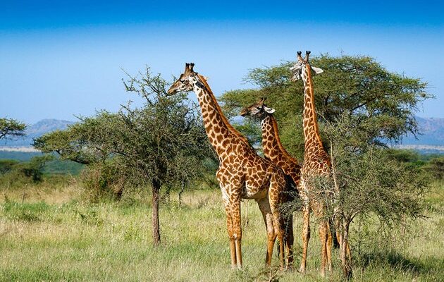 africa-best-game-reserves-serengeti