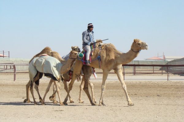 camel-racing-doha-780x585 camel-racing-doha-780x585