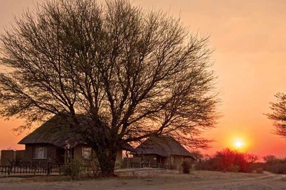tree in africa