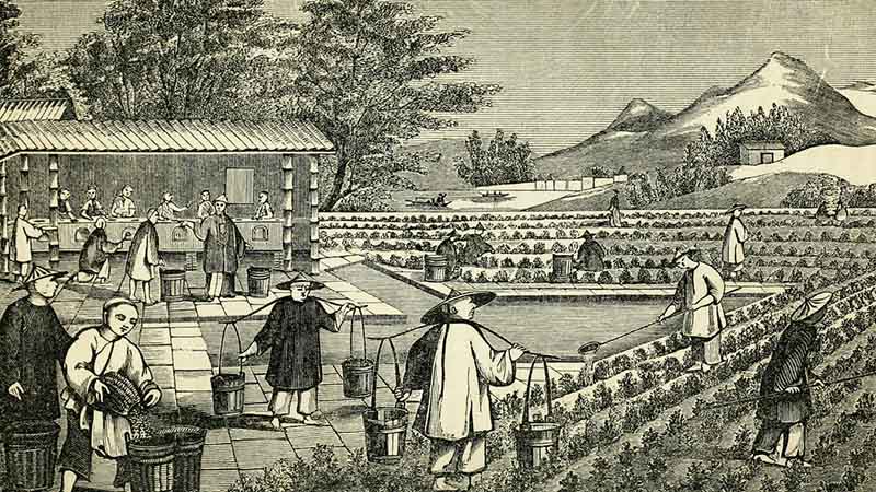 history of tea in china