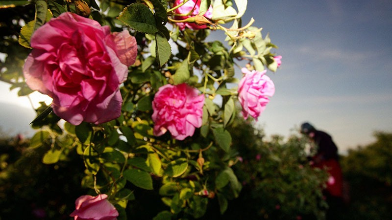 rose in bulgaria