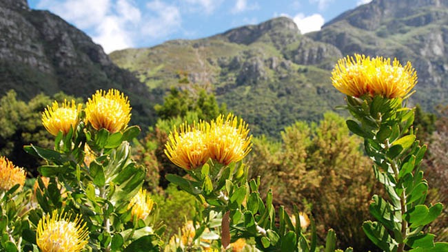 kirstenbosch national botanic gardens