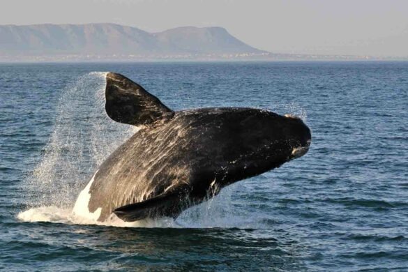 whale-watching