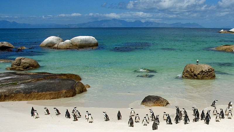 Penguins of South Africa