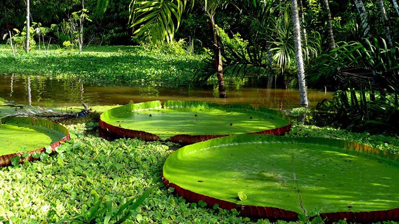 amazon forest