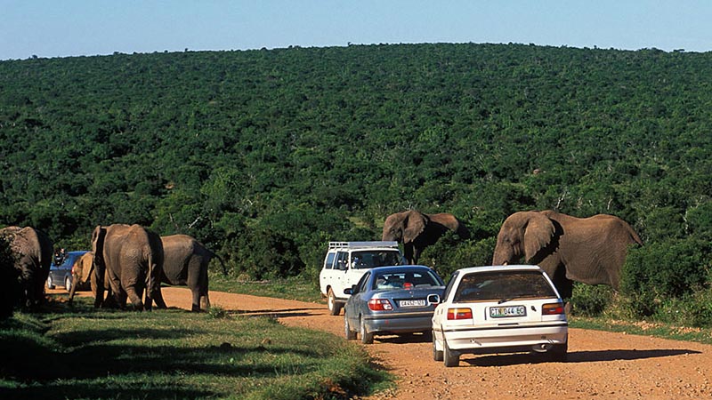 addo elephant national park