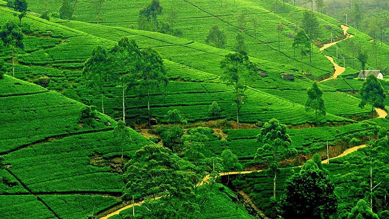nuwara eliya