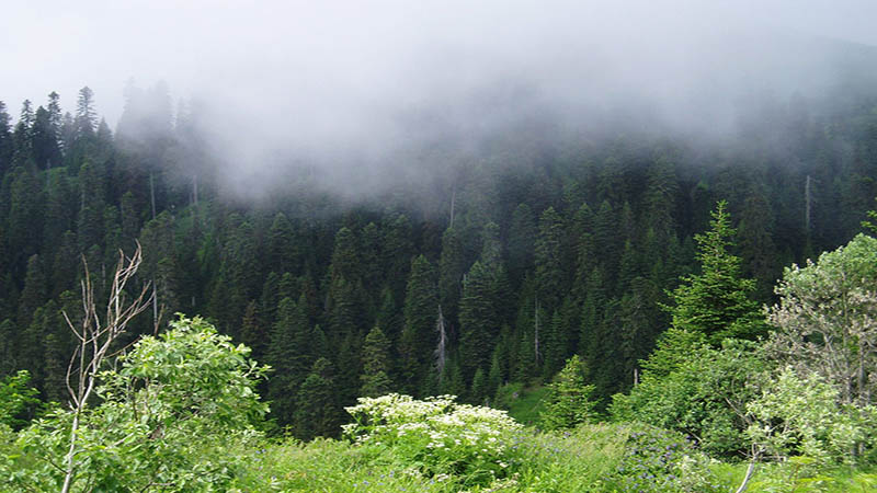 sochi national park2