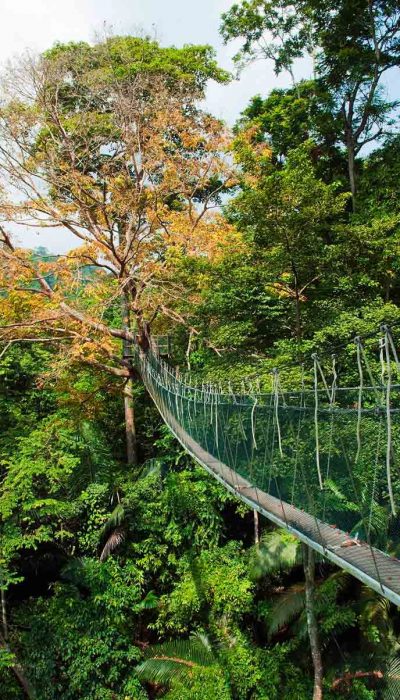 canopy-walkway-forest-research-institute-malaysia