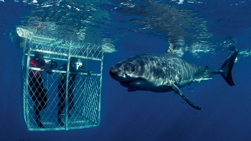 آبهای گنزبا | آفریقای جنوبی آبهای گنزبا | آفریقای جنوبی