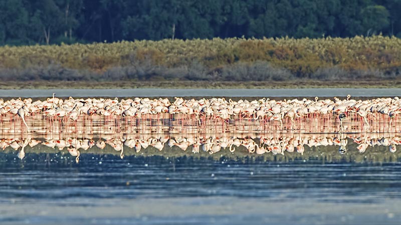 larnaca salt lake larnaca salt lake