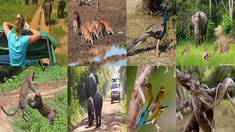 yala international park