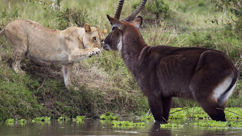Waterbuck facing off with a lion