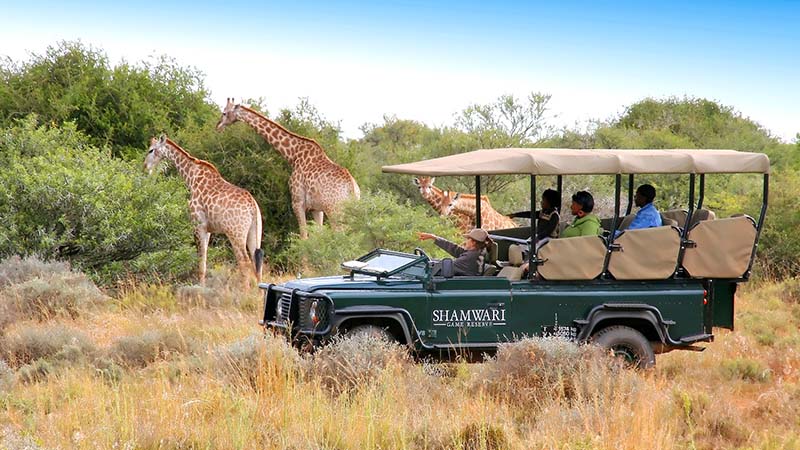 safari africa