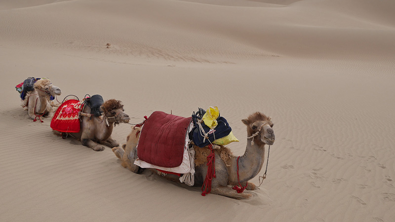 camels in Xinjiang