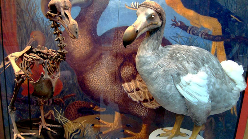 dodo bird mauritius