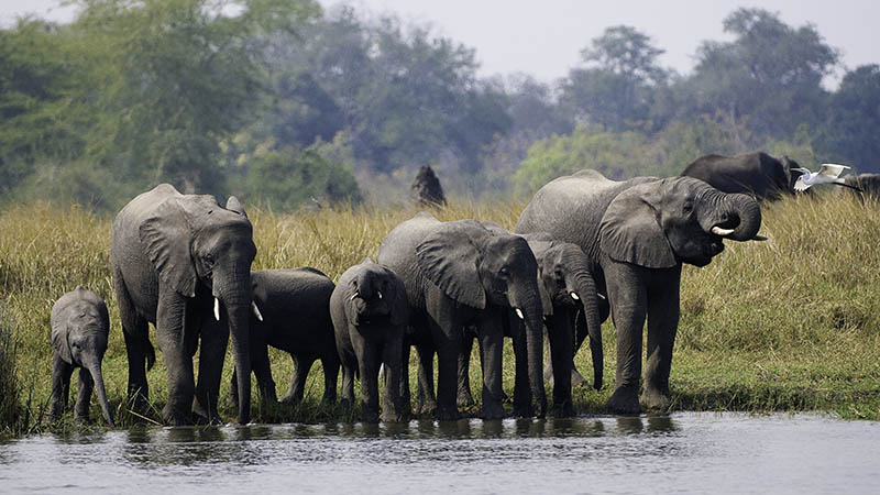 An elephant herd slating their thirst at the Shire River