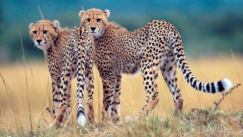 hluhluwe leopards