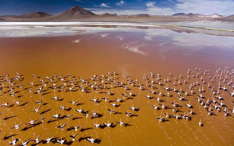 laguna_colorada لگونا کلورادا