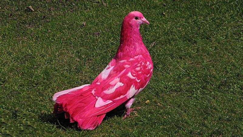 pink Pigeon mauritius