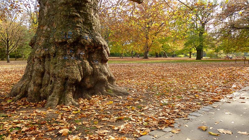 جزیره مارگارت | بوداپست جزیره مارگارت | بوداپست