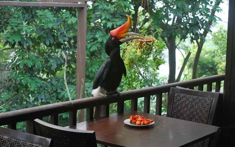 پارک پرندگان کوالالامپور-هتل کنکورد کوالالامپور