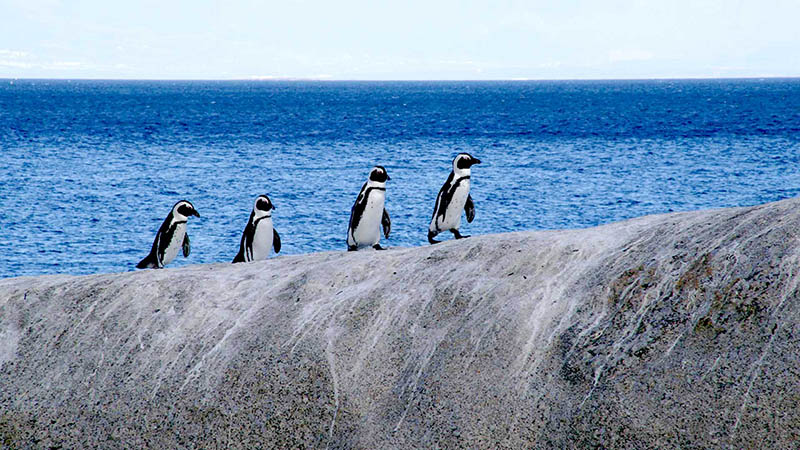 پنگوئن های ساحل بولدرز