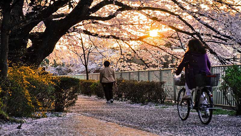 روچرخه سواری در خیابان های ژاپن