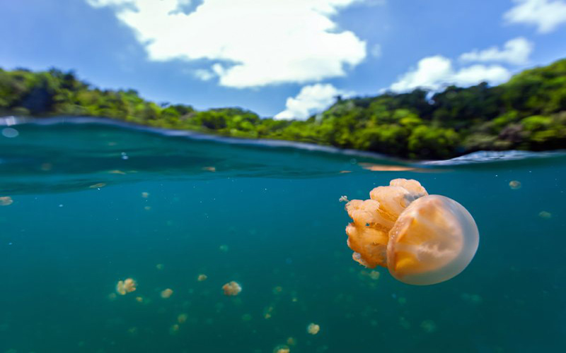 دریاچه عروس دریایی پالائو دریاچه عروس دریایی پالائو