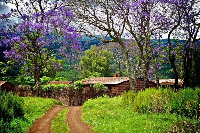 طبیعت تانزانیا | سفر در فصل بهار